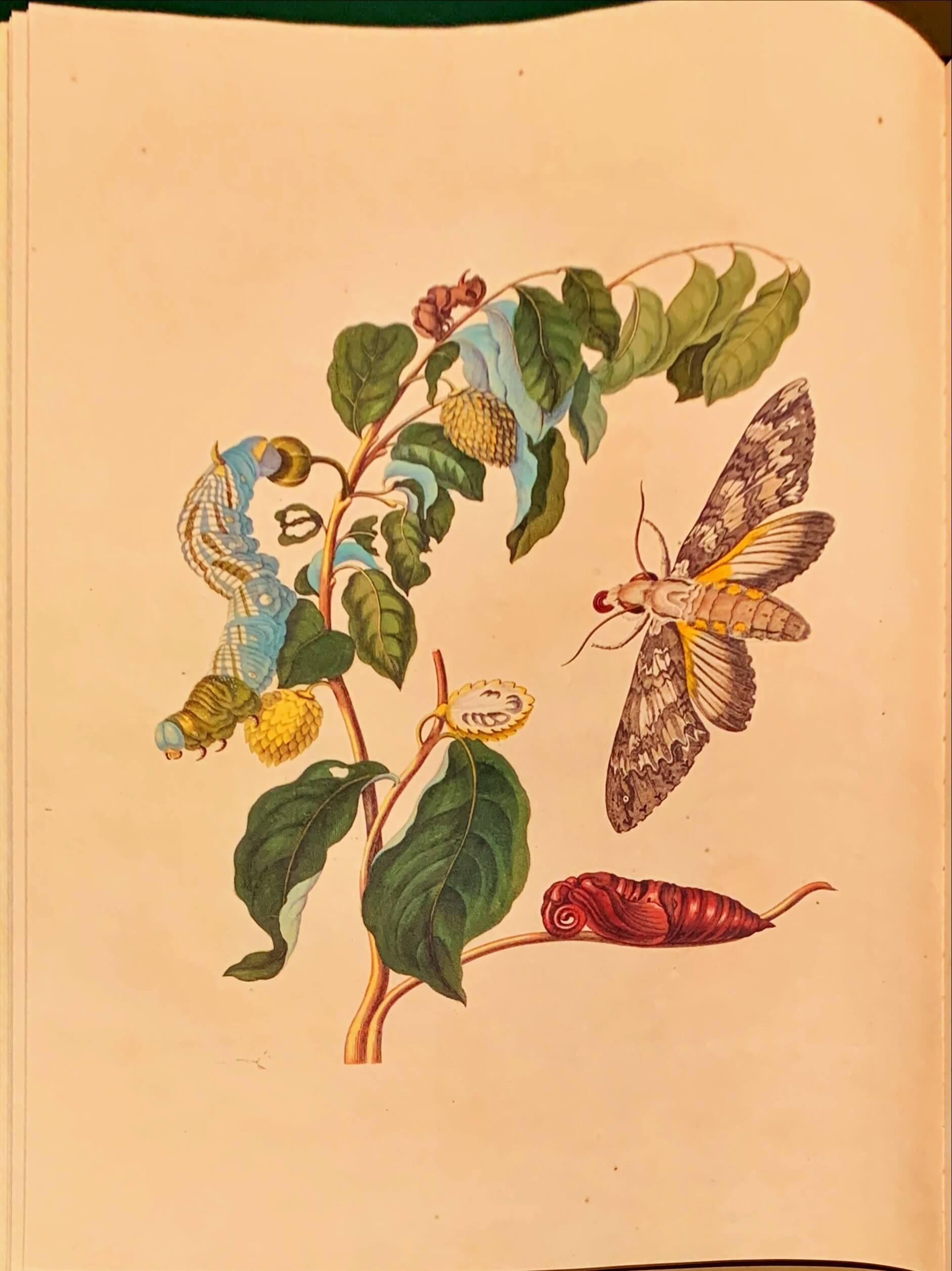 Die Verwandlung der Surinamischen Insekten, von Sibylla Merian